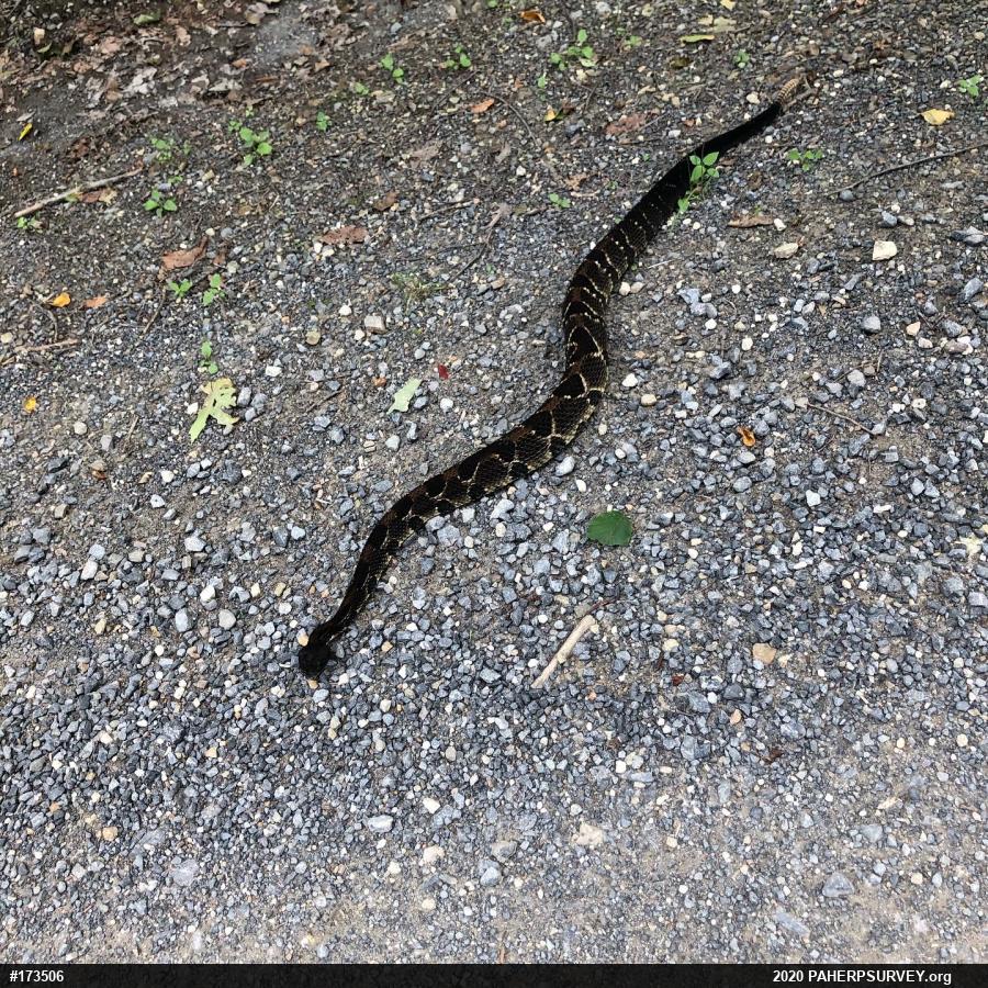 Timber Rattlesnake
