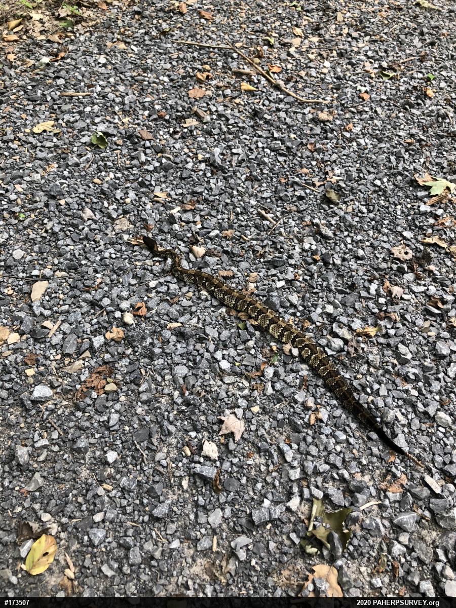 Timber Rattlesnake