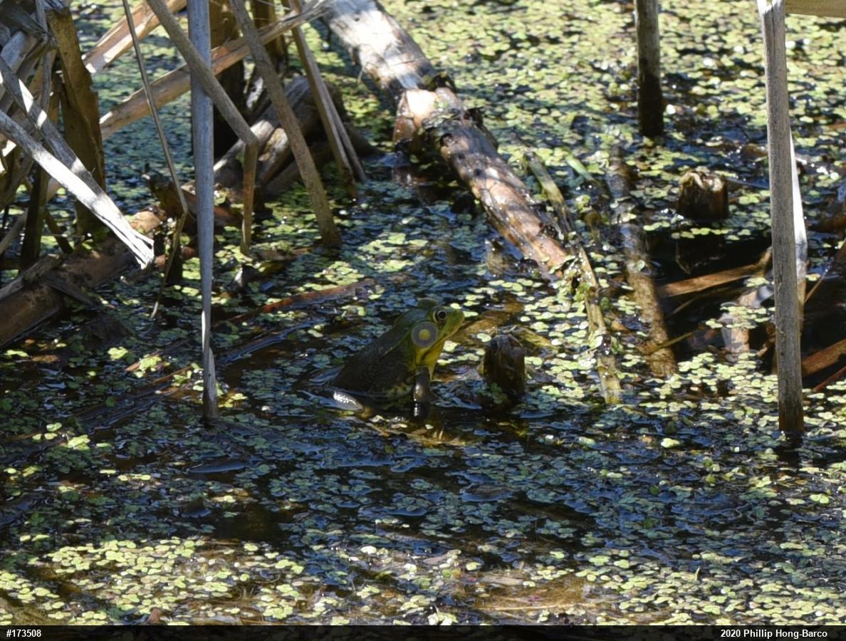 Green Frog