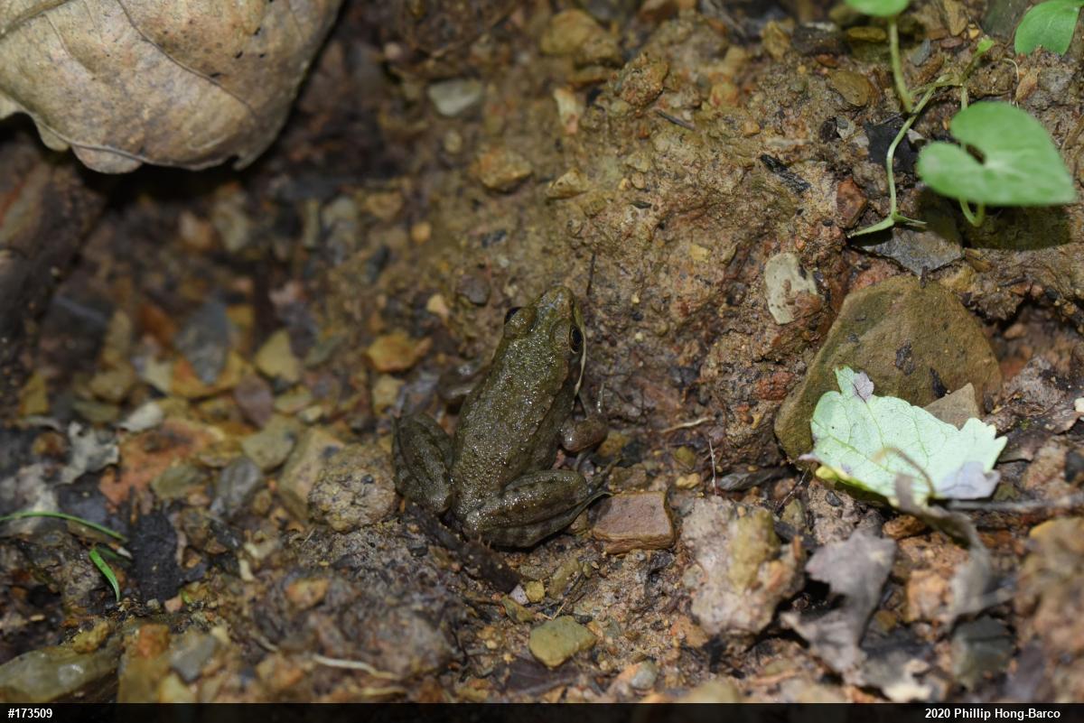 Green Frog