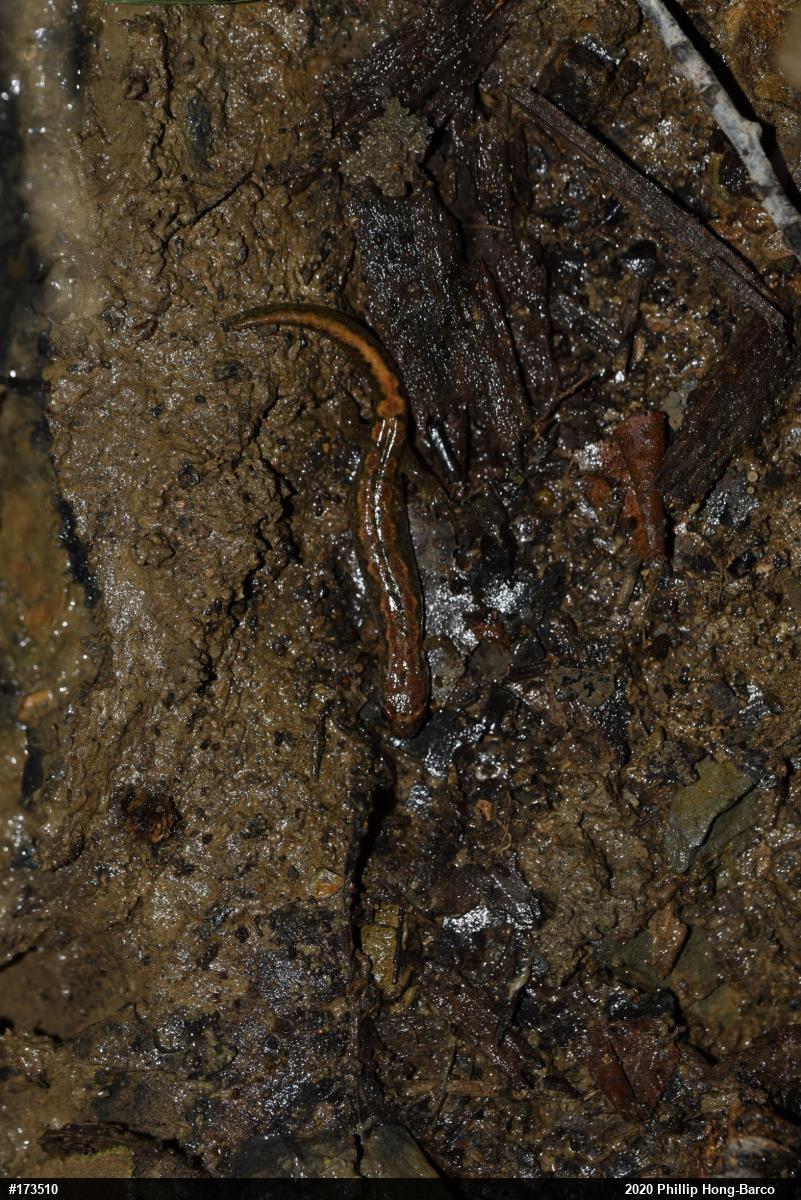 Northern Dusky Salamander