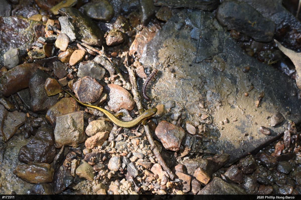 Northern Two-lined Salamander