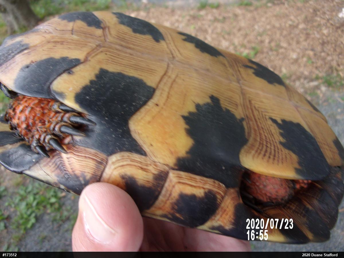 Wood Turtle