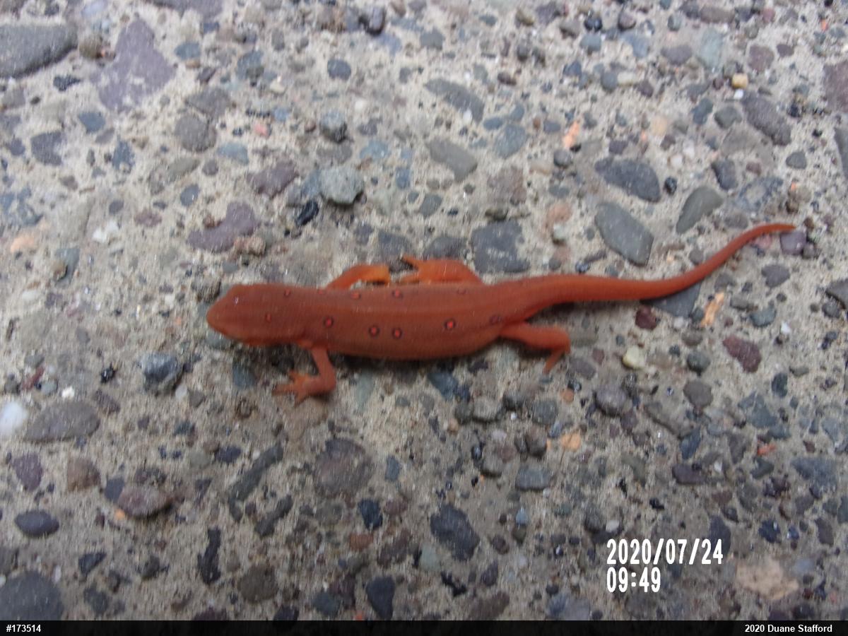 Red-spotted Newt