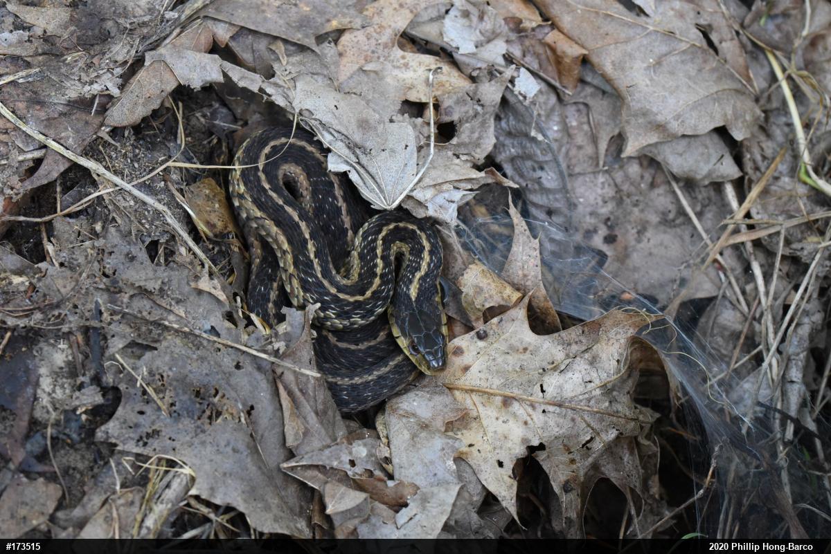 Eastern Gartersnake