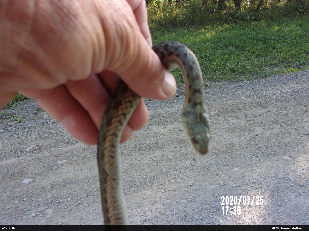 Eastern Gartersnake