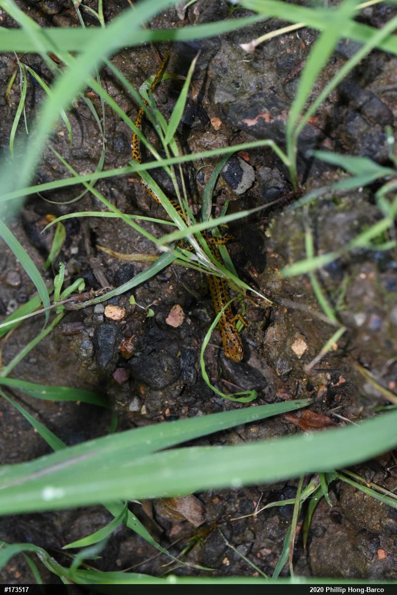 Eastern Long-tailed Salamander