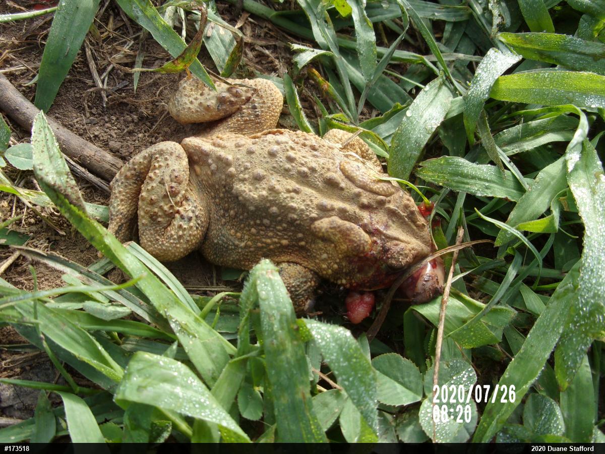 Eastern American Toad
