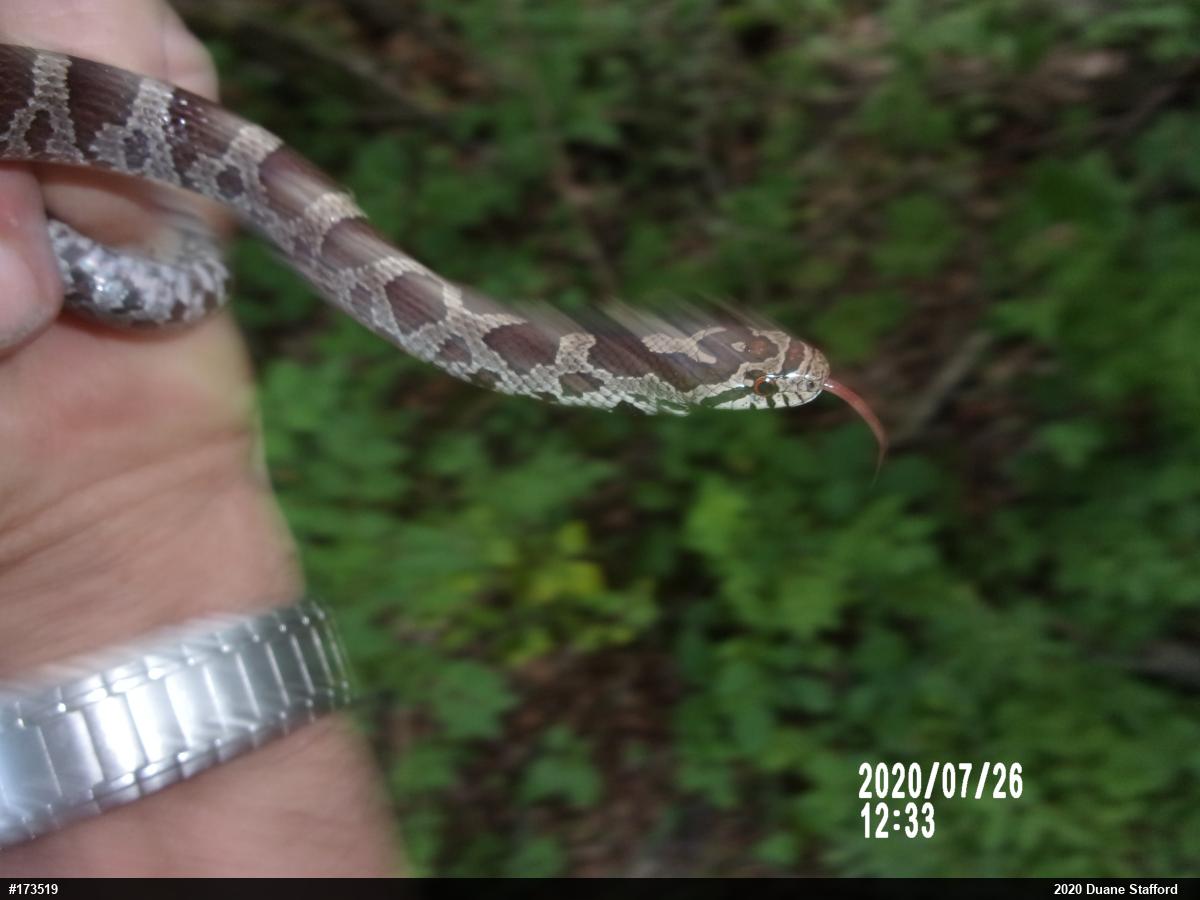 Eastern Milksnake
