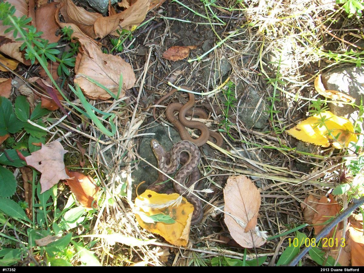 Red-bellied Snake
