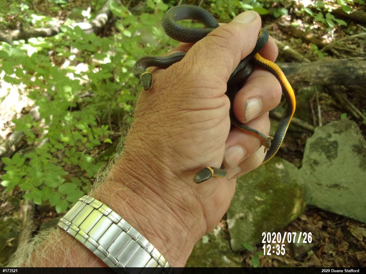 Northern Ring-necked Snake