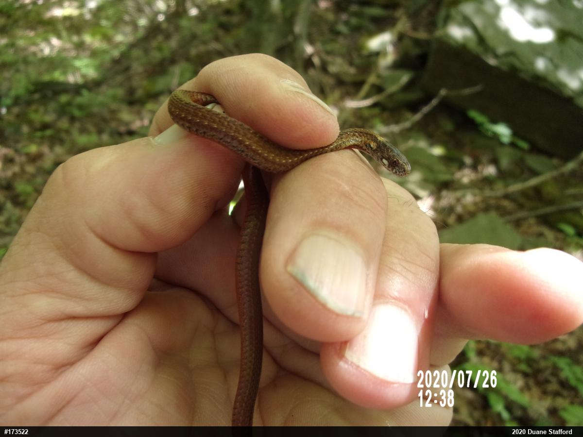 Red-bellied Snake