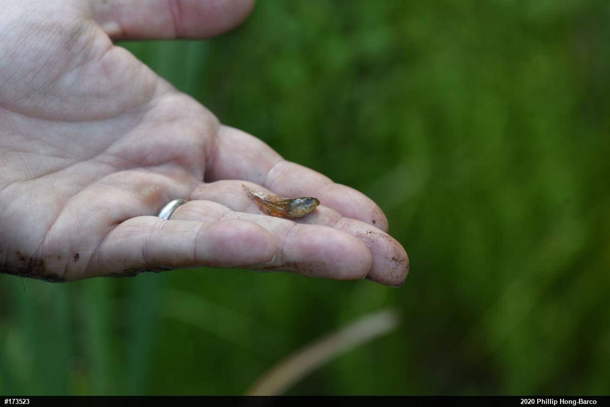Spring Peeper