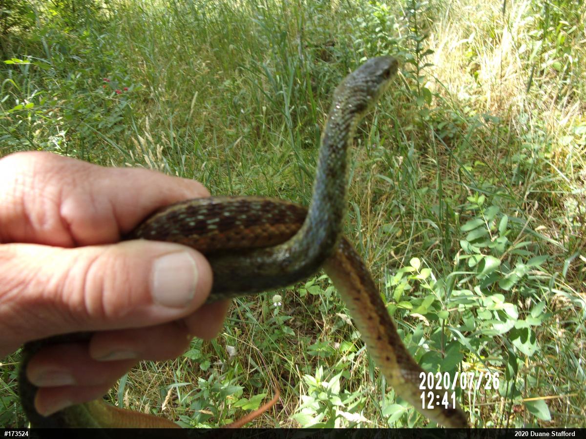 Eastern Gartersnake