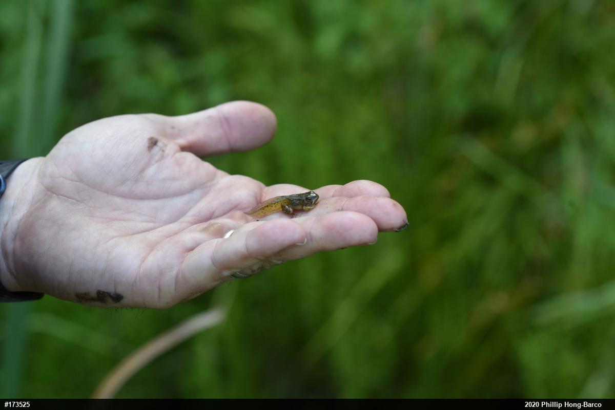Wood Frog
