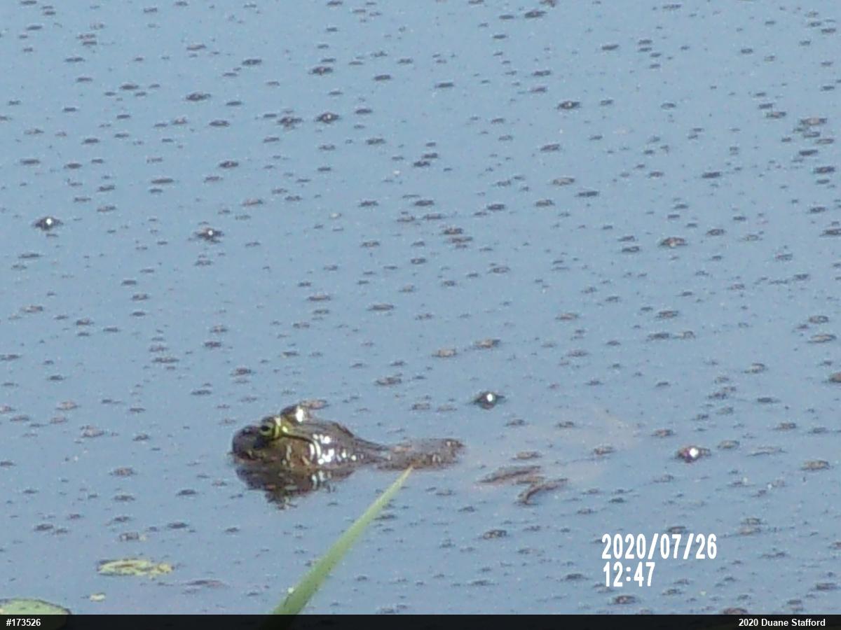 American Bullfrog