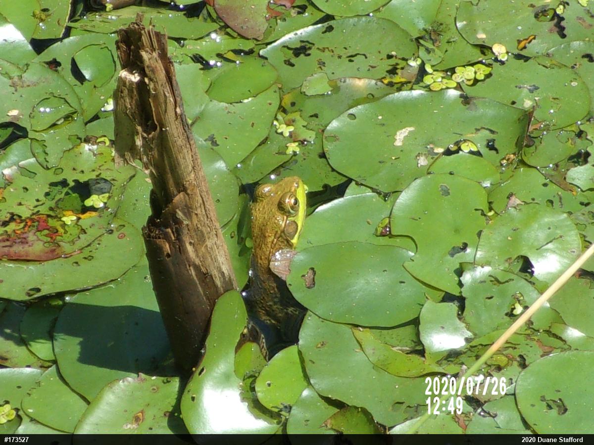 Green Frog