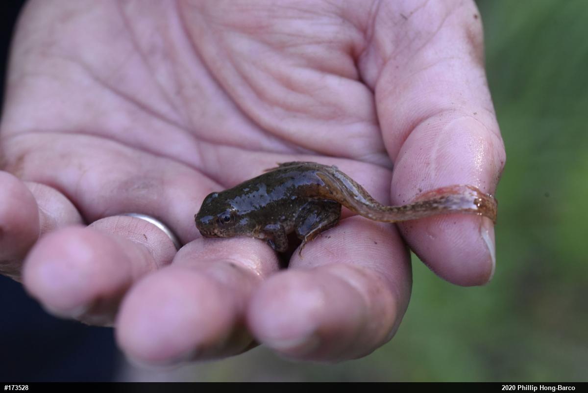 Green Frog