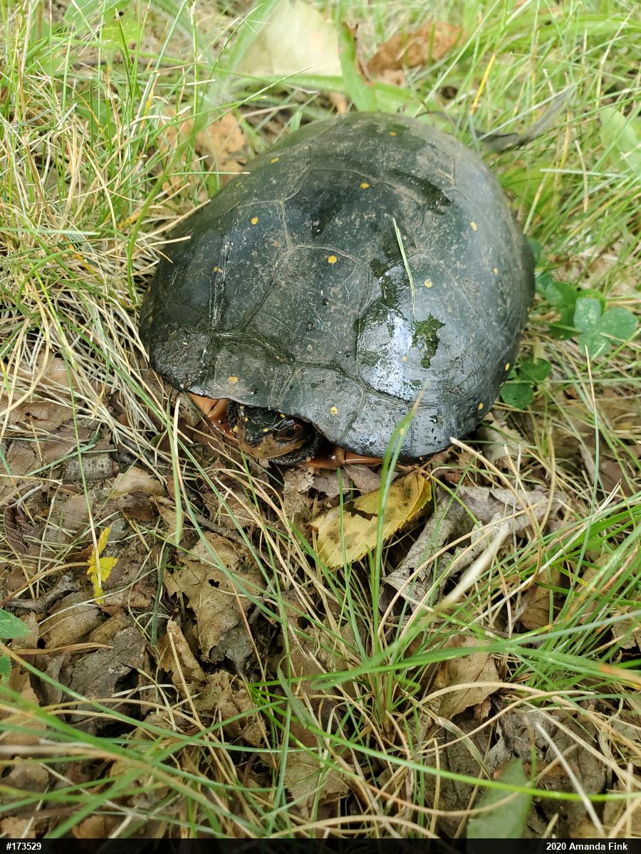 Spotted Turtle