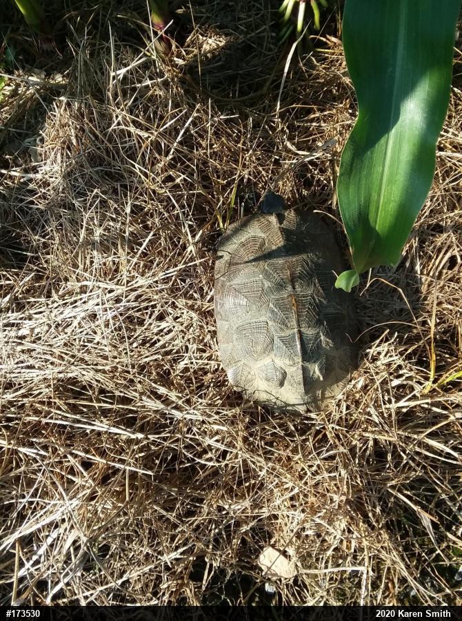 Wood Turtle