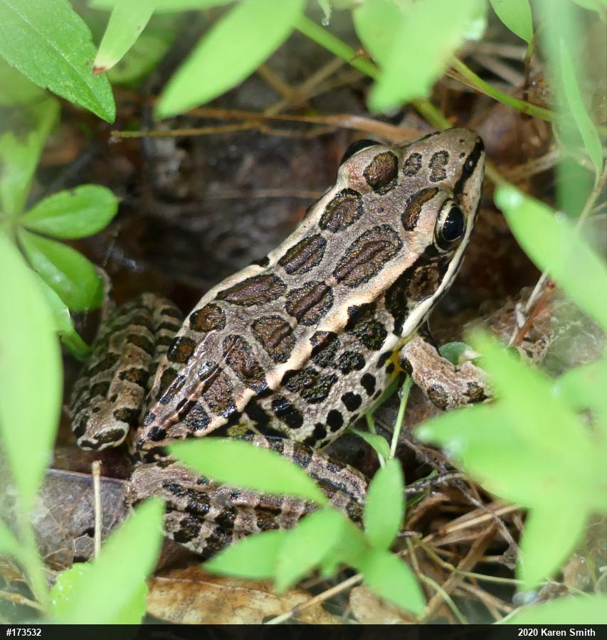 Pickerel Frog