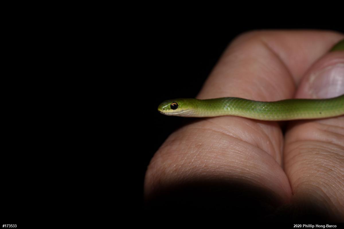 Smooth Greensnake