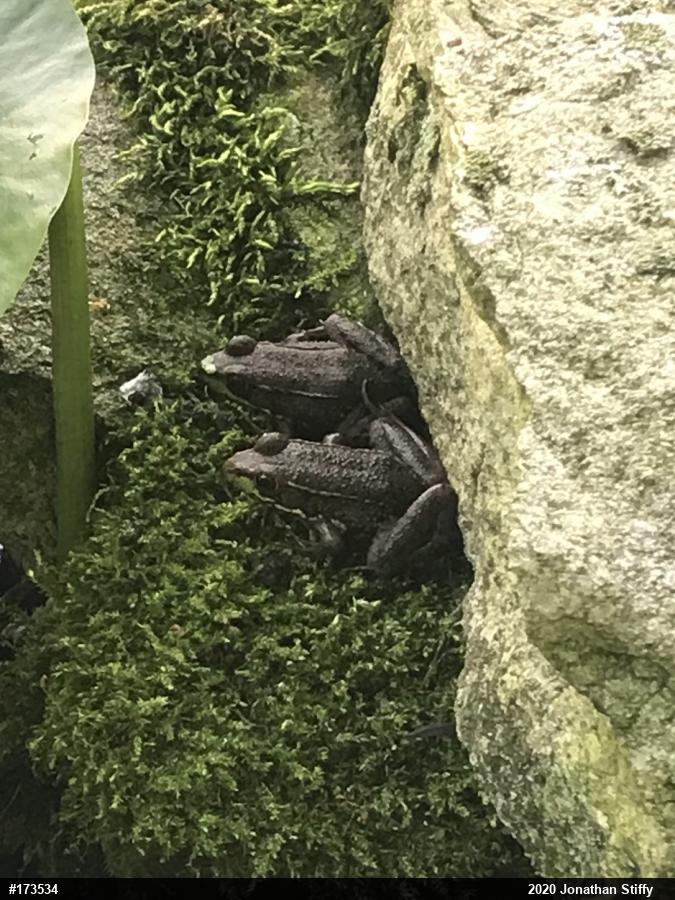 Green Frog