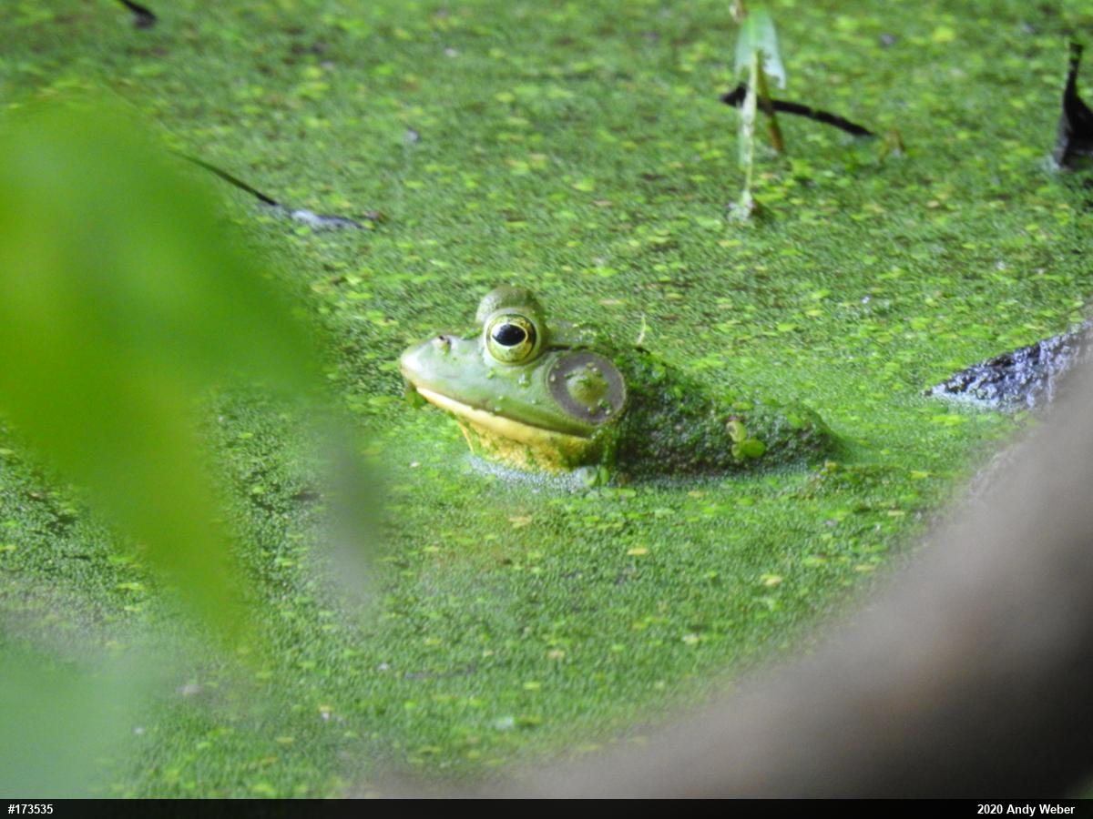 American Bullfrog