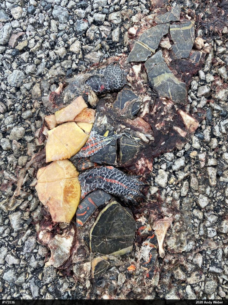 Painted Turtle