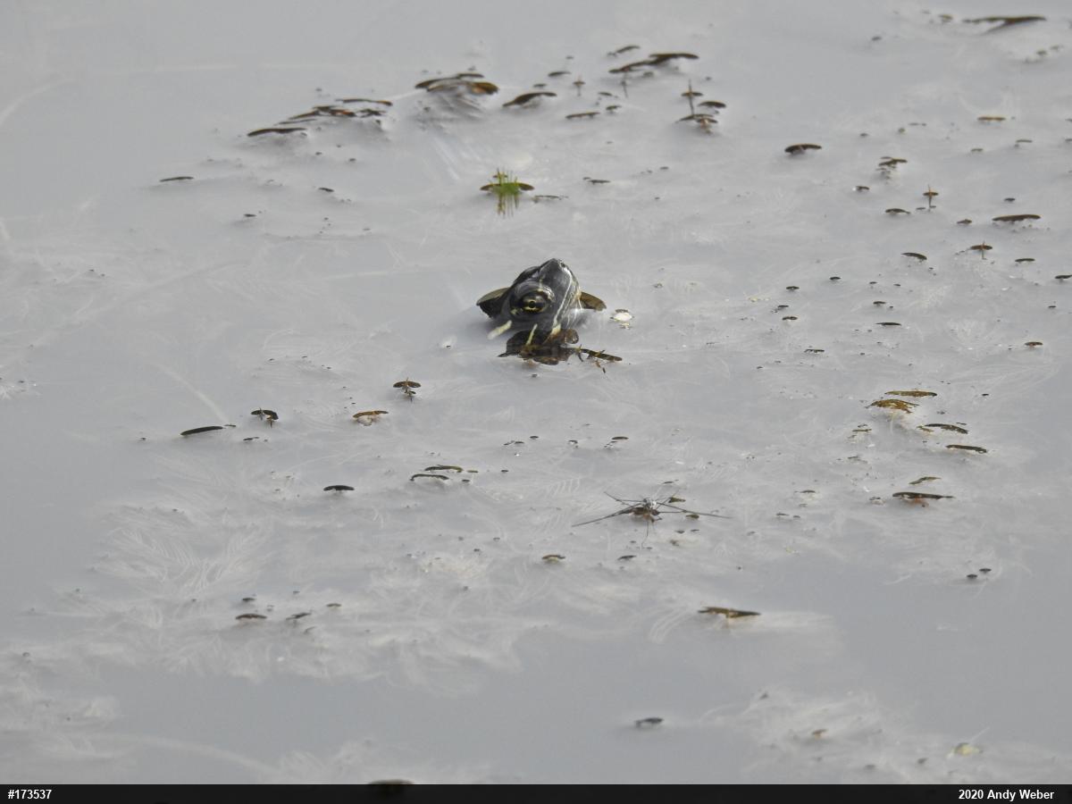 Painted Turtle