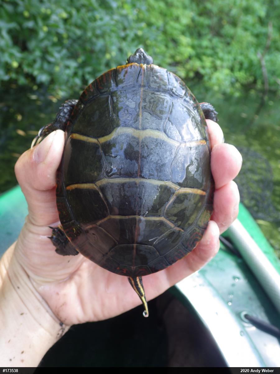 Eastern Painted Turtle