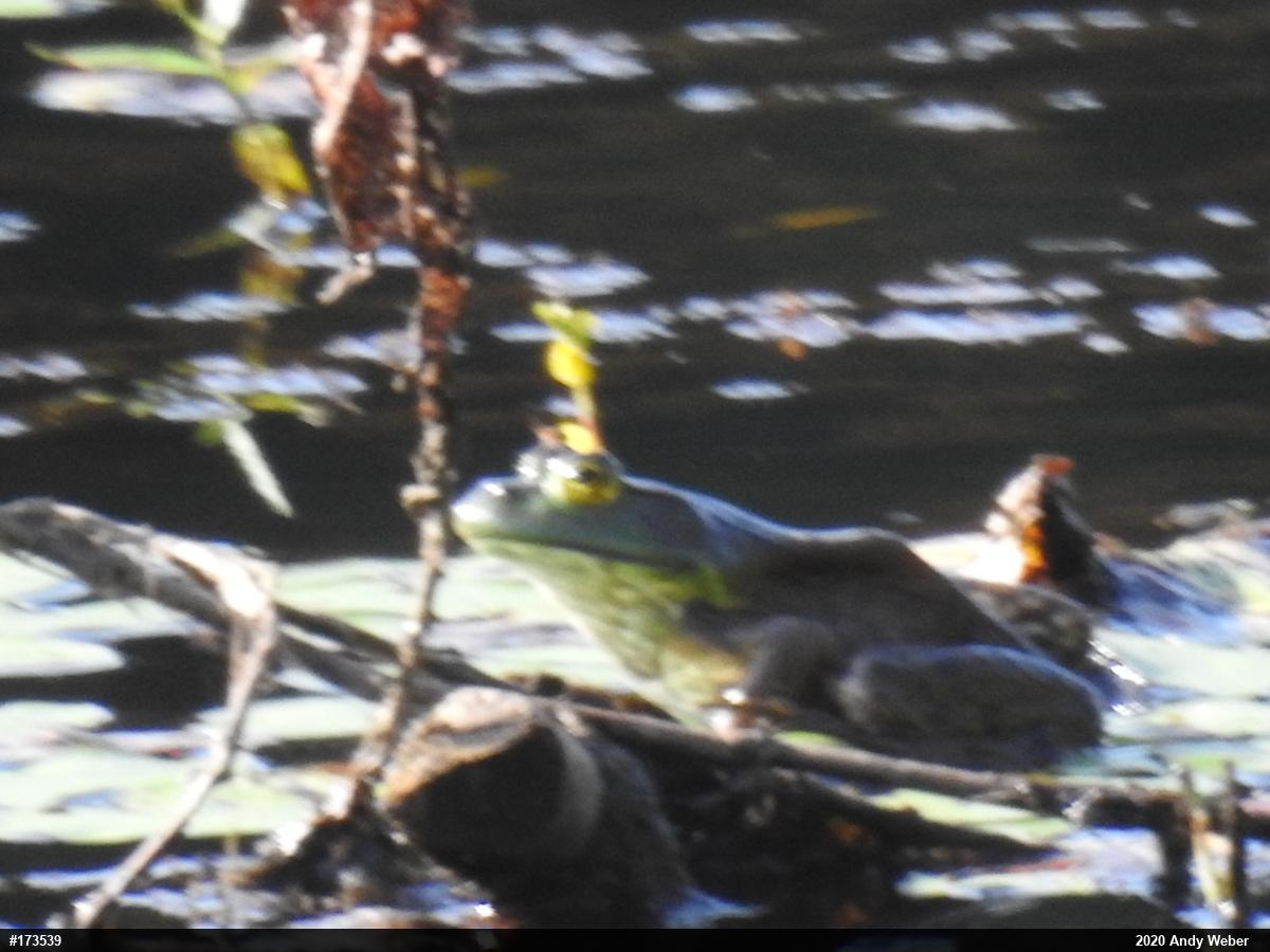 American Bullfrog