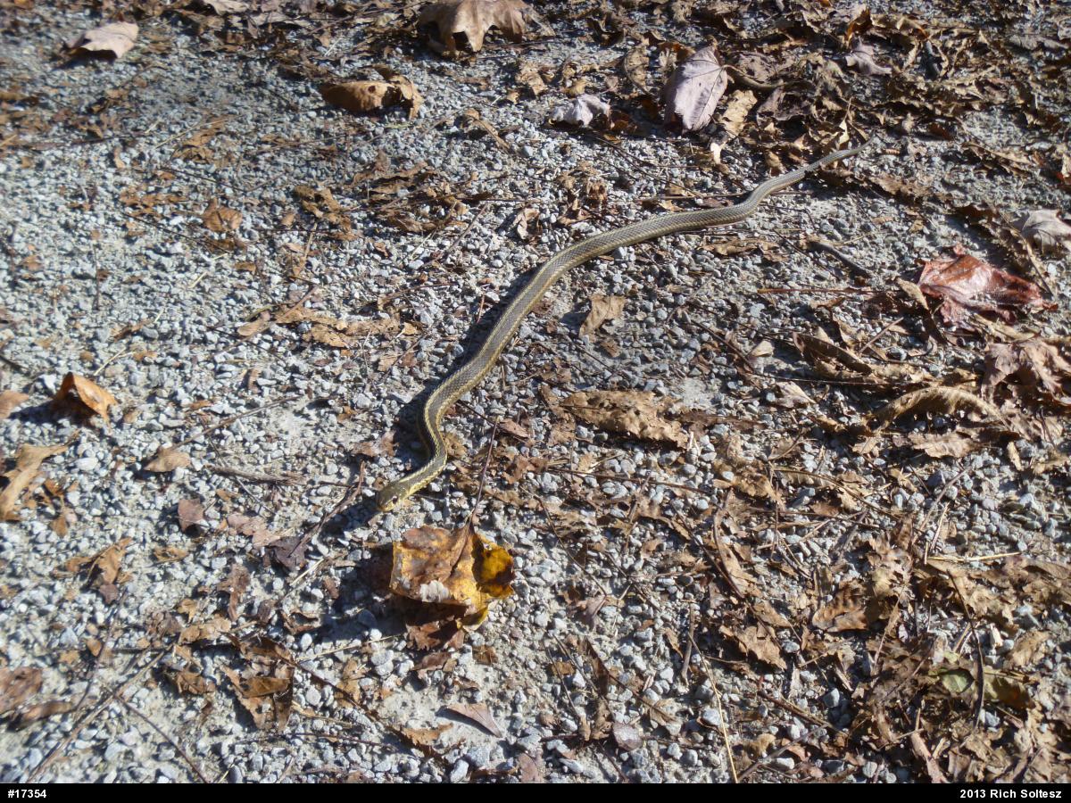 Eastern Gartersnake