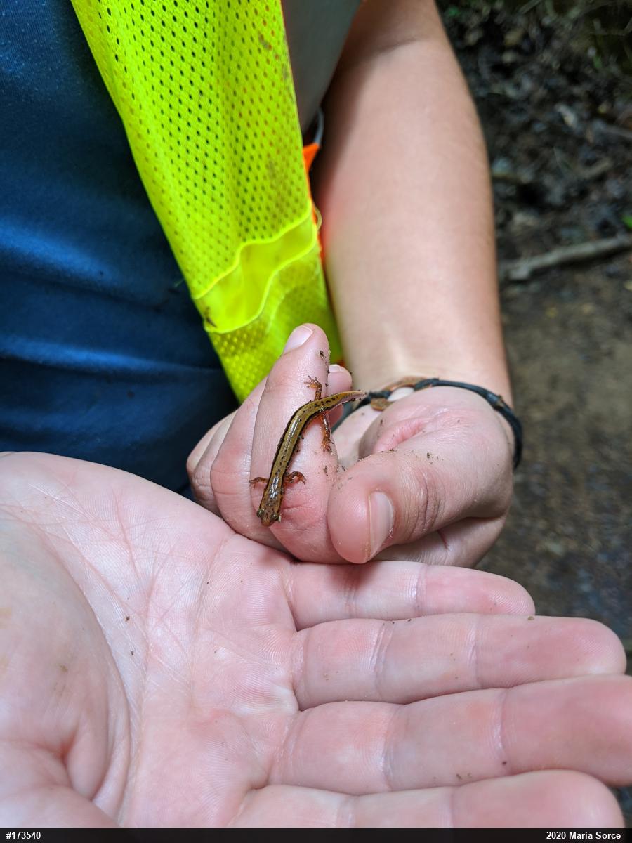 Northern Two-lined Salamander