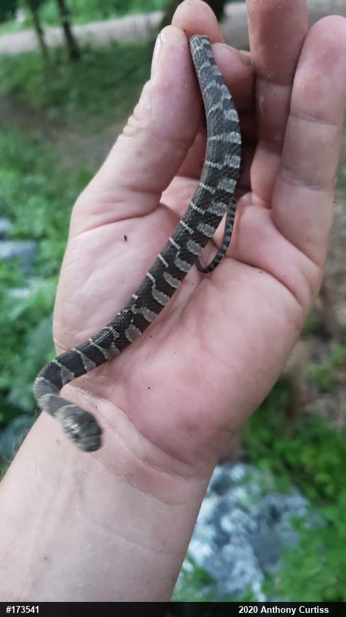 Northern Watersnake
