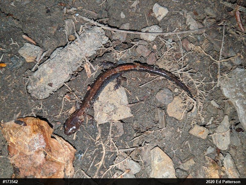 Eastern Red-backed  Salamander