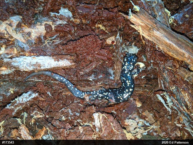Northern Slimy Salamander