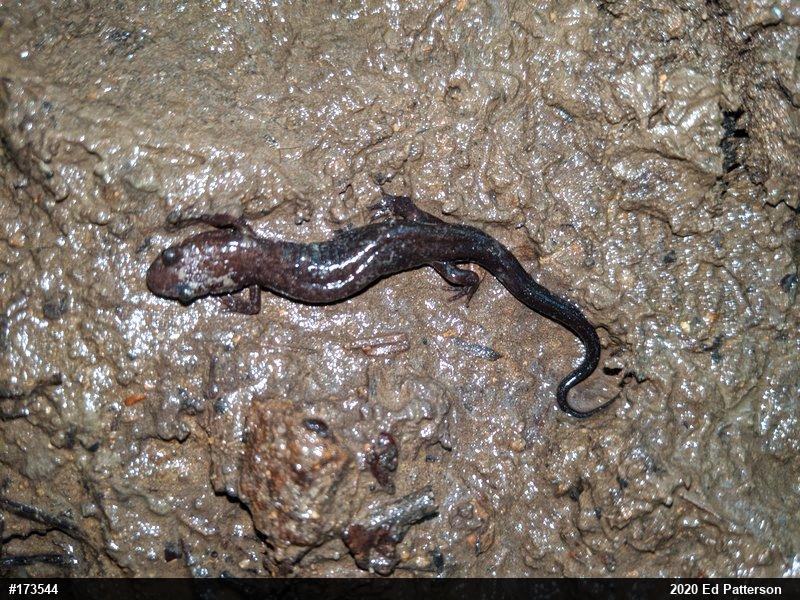 Allegheny Mountain Dusky Salamander