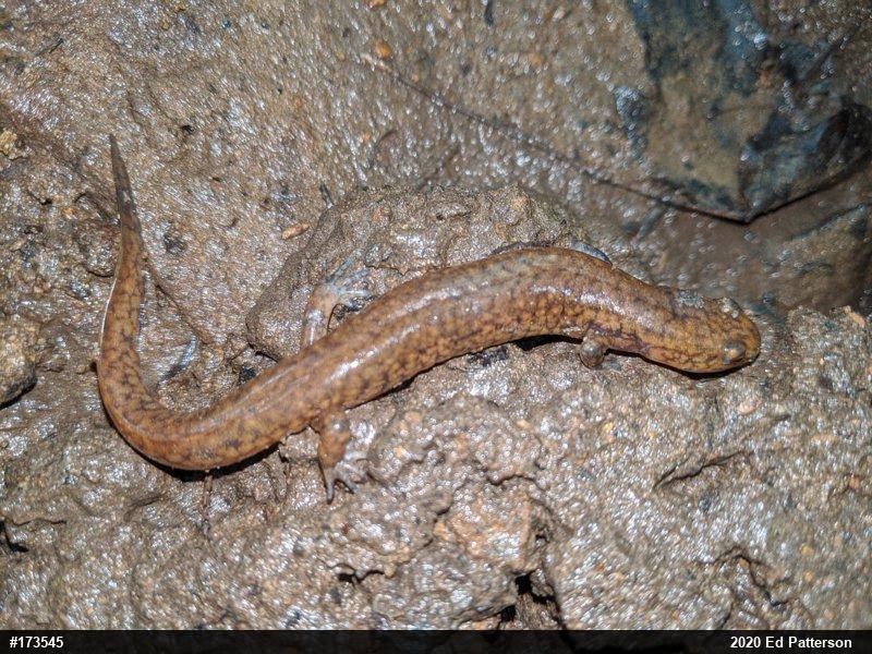 Northern Spring Salamander