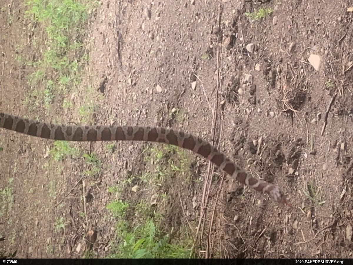Eastern Milksnake