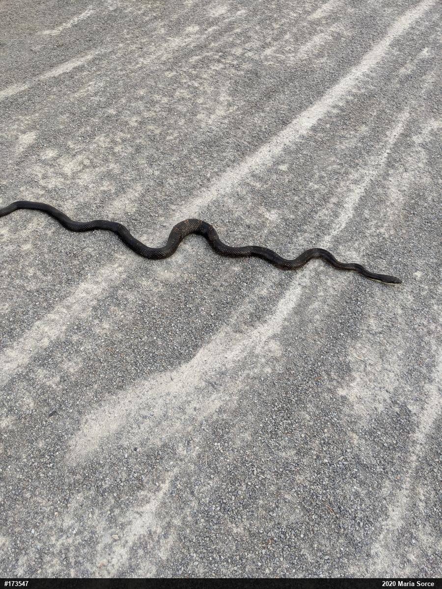 Eastern Ratsnake