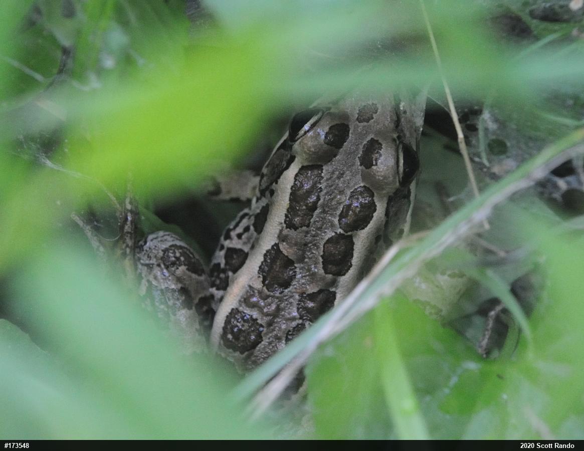Pickerel Frog