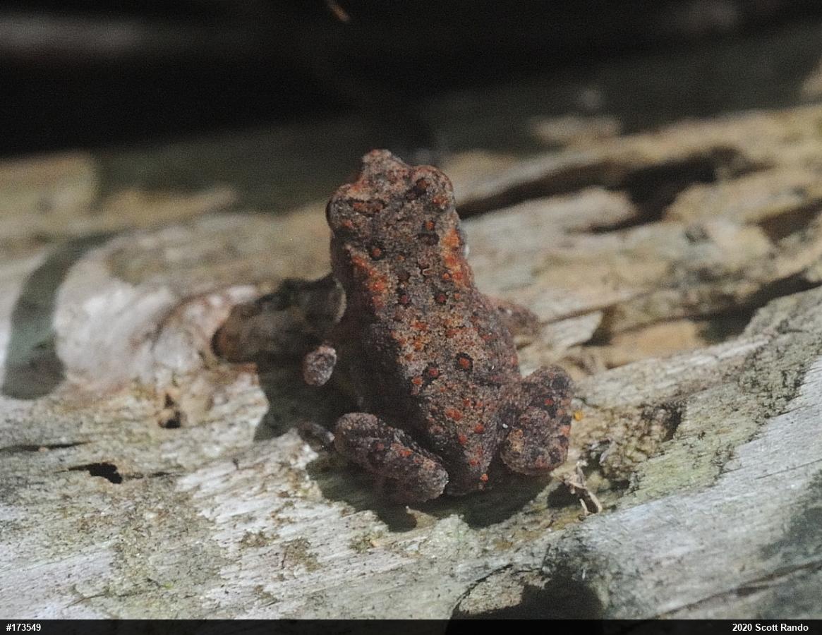 Eastern American Toad
