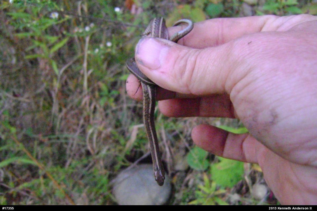Shorthead Gartersnake