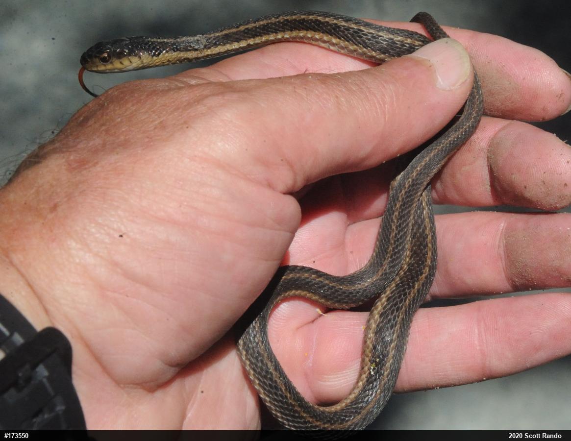 Eastern Gartersnake
