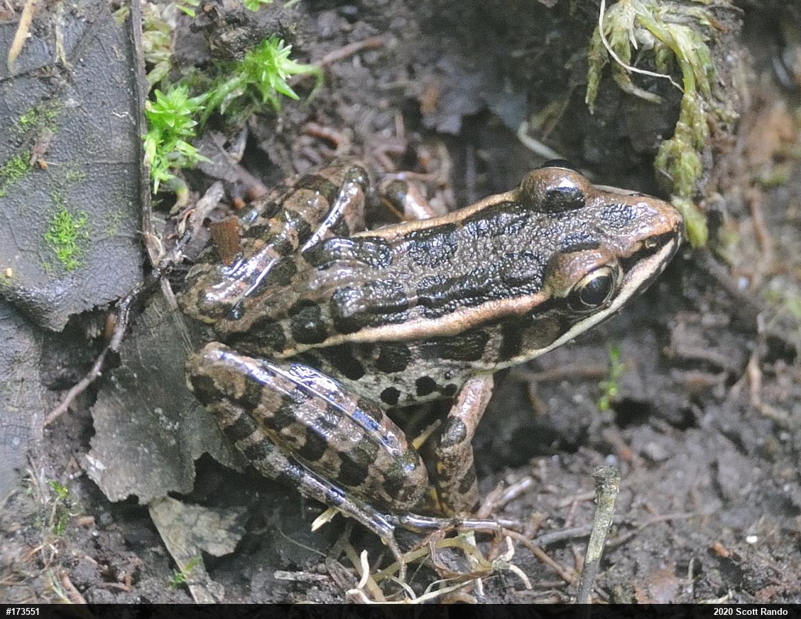 Pickerel Frog