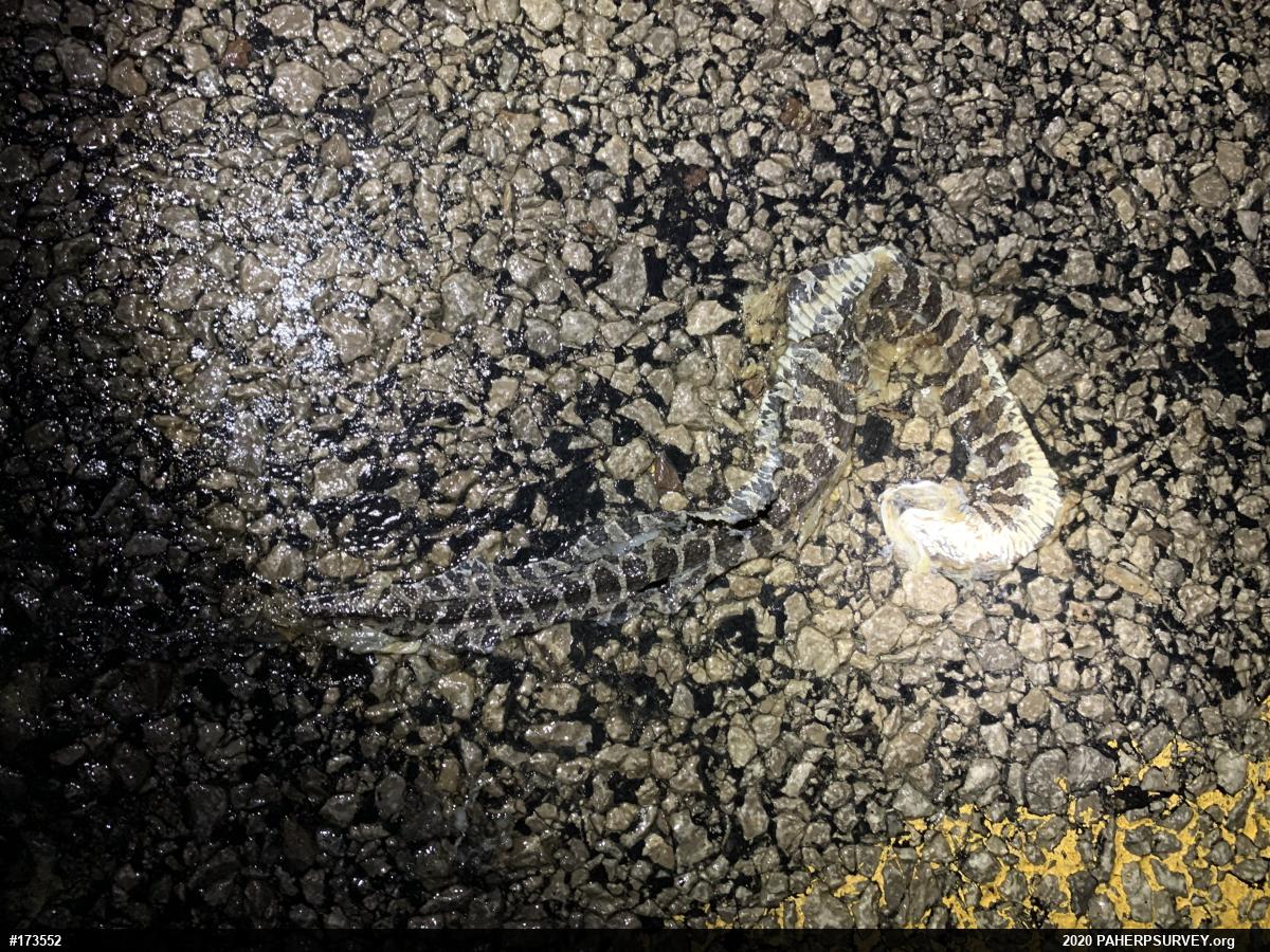 Northern Watersnake