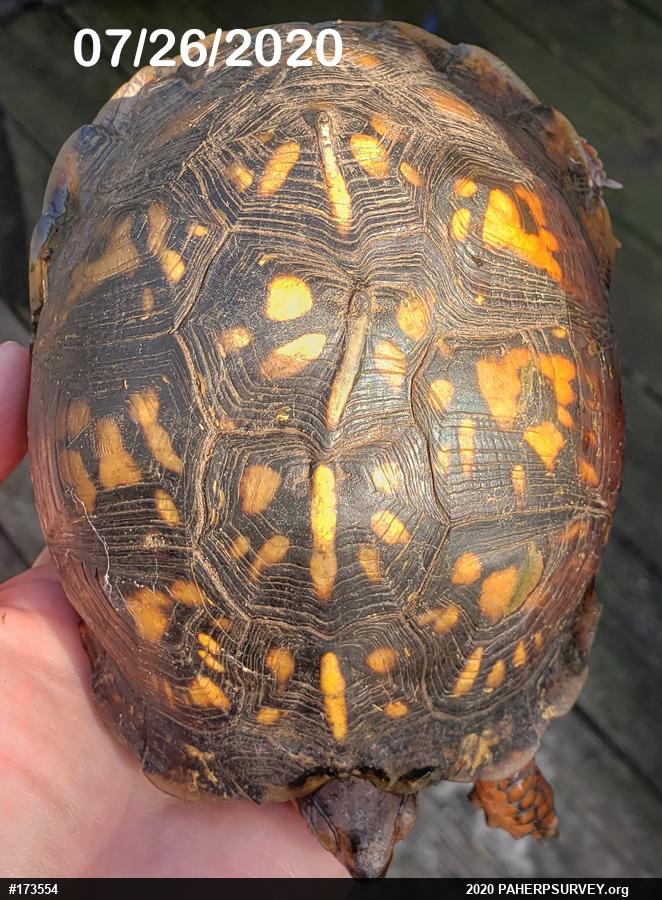 Eastern Box Turtle