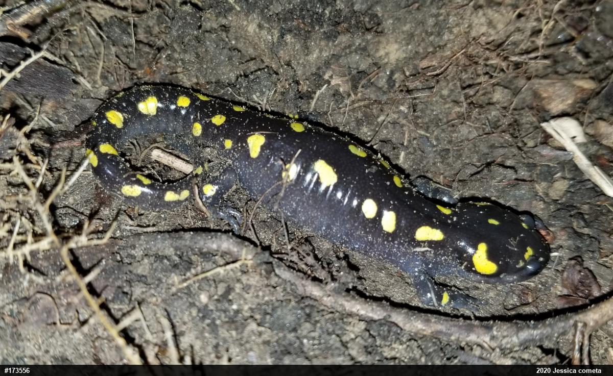 Spotted Salamander