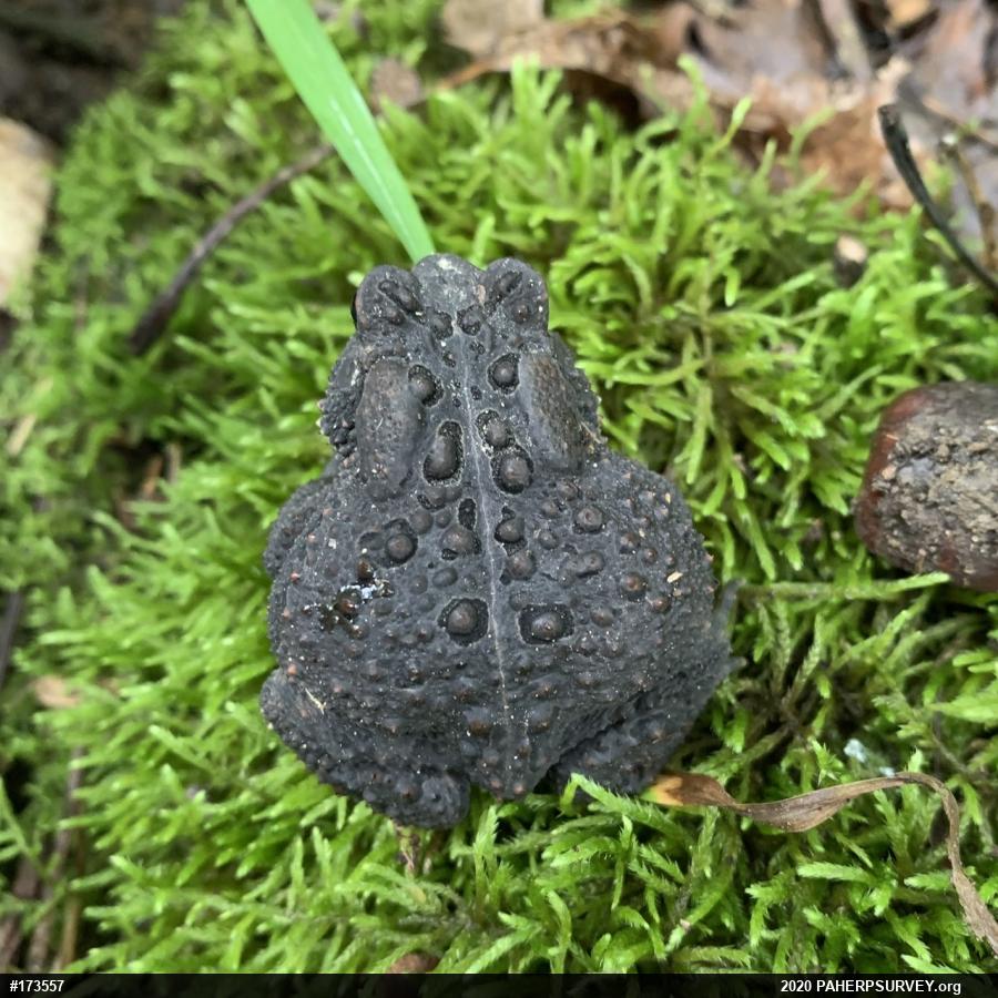 Eastern American Toad